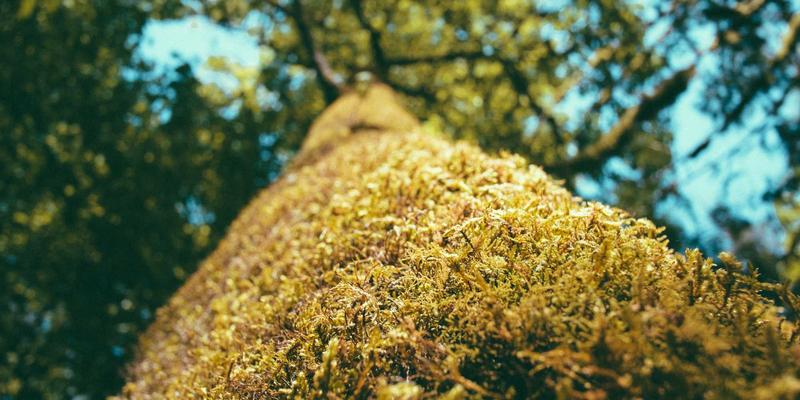 职业技能培训68：融合世界培训66理念与IT认证的新时代人才战略